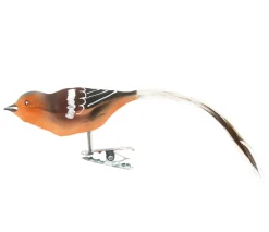 Sale Waschbär Buchfink Glasvogel.