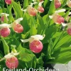 Sale Waschbär Freiland-Orchideen. Erfolgreich pflanzen und pflegen.