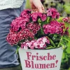 Waschbär Frische Blumen!