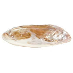 Clearance Waschbär Perlmutt Muschel-Schale mit Perle