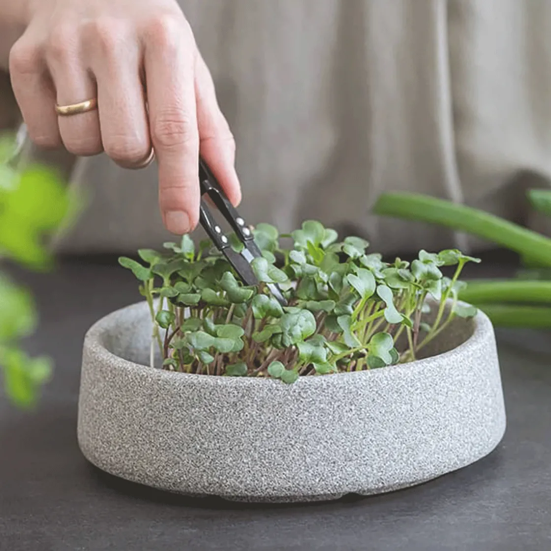 Outlet Waschbär Pflanzstation »Mikrogarten« aus Keramik.