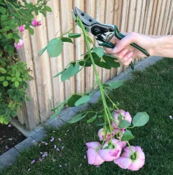 New Waschbär Schere für Rosen.