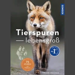 Waschbär Tierspuren lebensgroß.