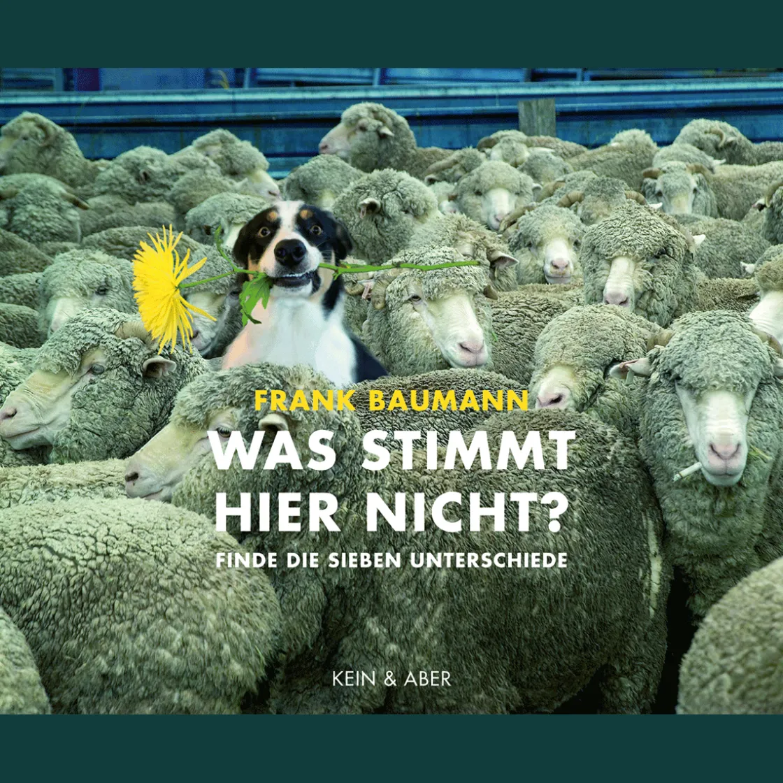 Sale Waschbär Was stimmt hier nicht?