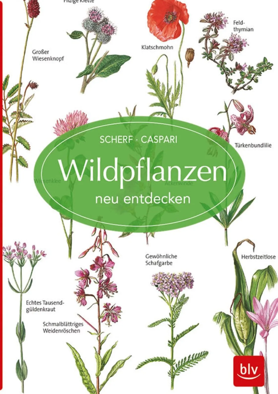 Hot Waschbär Wildpflanzen neu entdecken