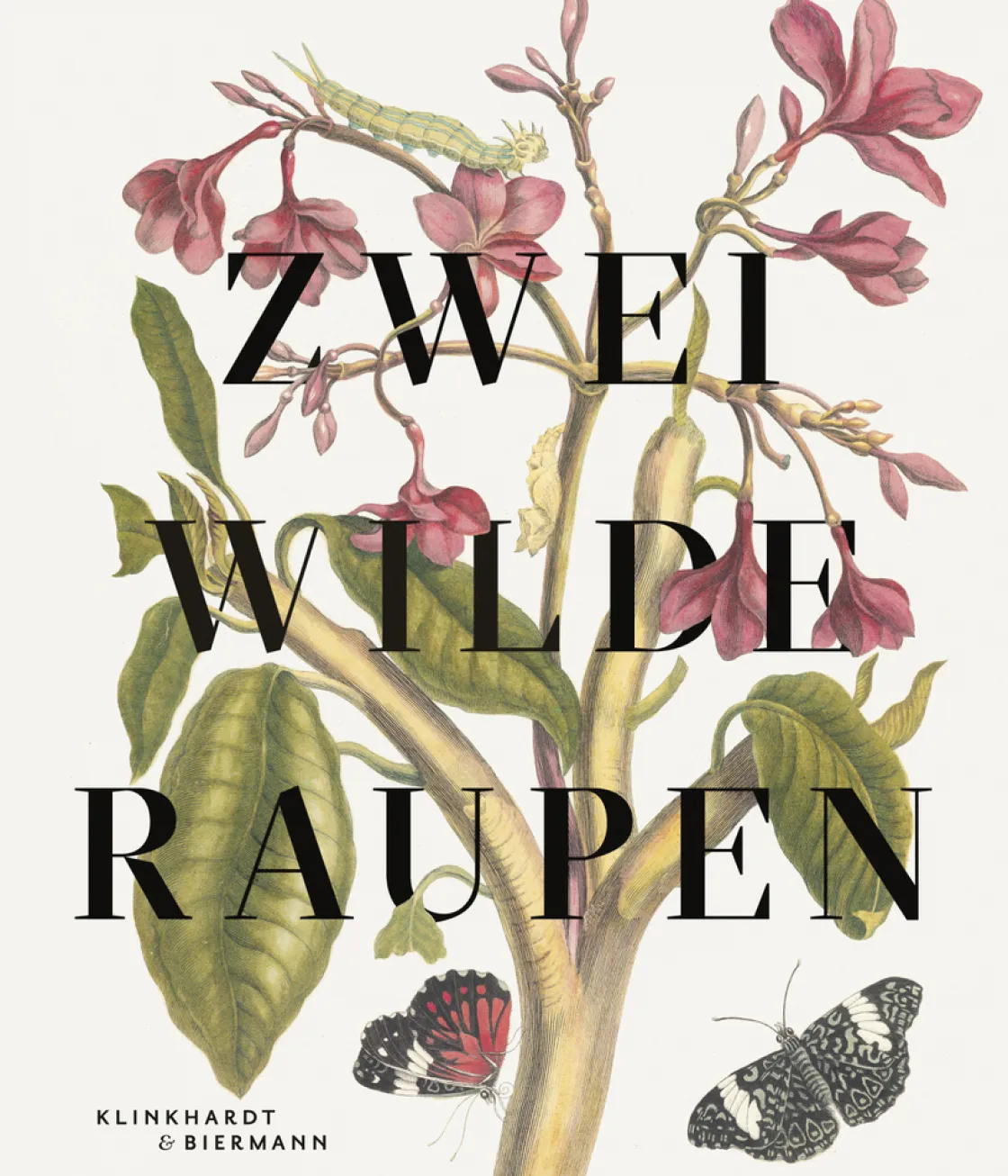 Waschbär Zwei wilde Raupen. Die Abenteuer in den Bildern von Maria Sybilla Merian.
